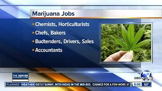 Cannabis Career Fair