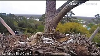 Mom Brings a Snake Back For Lunch 🦉 4/2/22 13:28