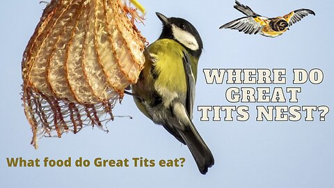 Where do great tits spend the winter and what kind of food do they eat?