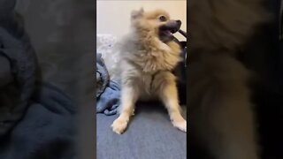 Best Funny Dog Videos| Try Not To Laugh| #shorts