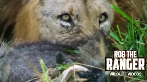 Male Lion With A Male Warthog For Dinner, Breakfast And More