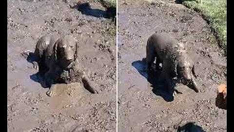 Mischievous Golden Retriever gets covered in mud 🙆‍♂️