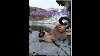 Adventure cat on action