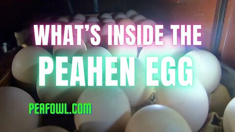 What's Inside The Peahen Egg, Peacock Minute, peafowl.com