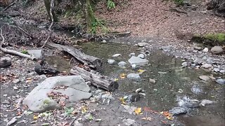 Looking for Old Roads in Stevens Creek Canyon