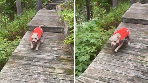 Pit Bull Literally Screams In Excitement To Go Swimming
