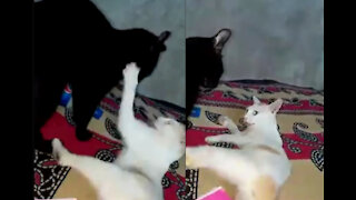 White Cat In On Lead With 2 Points, Royal Rumble vs Black and White Kitten