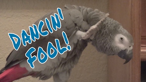 Einstein the Parrot is a dancing fool!