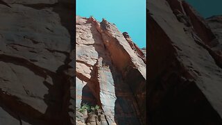 Birds of Emerald Pools | Zion National Park