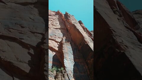 Birds of Emerald Pools | Zion National Park