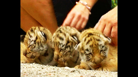 Tiger Cubs Keep Mom Busy