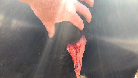 Lancing Abscess on Cow