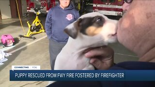 Puppy rescued from Sacramento fire being fostered by firefighter