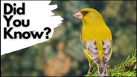 Things you need to know about GREENFINCHES!