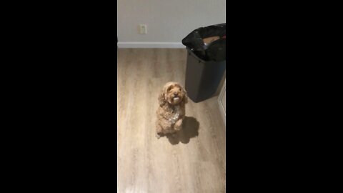 Cavadoodle tries to catch food and misses