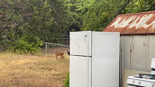 The doe had twins… in my apiary!