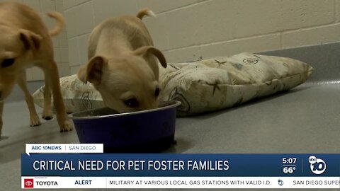 San Diego Animal shelters in critical need of foster families for the holidays