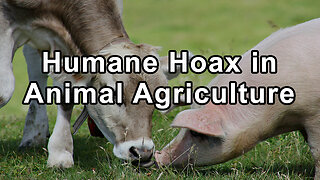 Unveiling the Humane Hoax in Animal Agriculture