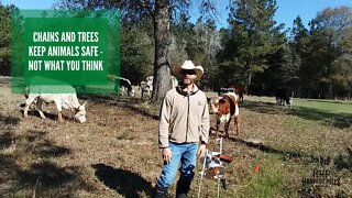 Chains and Trees Keep Animals Safe - NOT What You Think