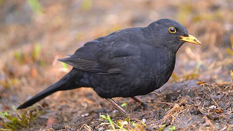 Male Blackbird Foraging in Spring with Slim Pickings