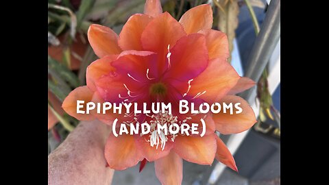Epiphyllum blooms and more