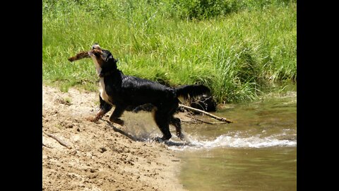 Bernese Mountain Dog Fun Swimming in the River