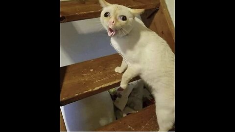 Viral Funny Cat Video