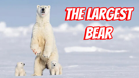The Largest Bears In The World!
