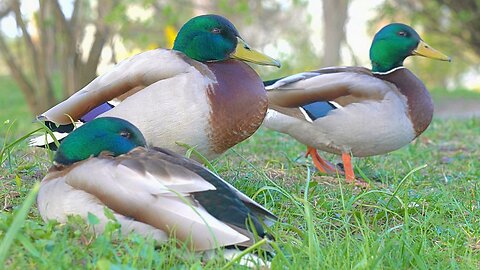 Mallard Duck Drake Bros Trying to Rest in the Park ...Too Much Noice Pollution