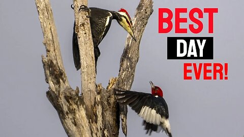 The Best Bird Photography Day Ever With The Sony A6700 And Sony 200-600 Lens