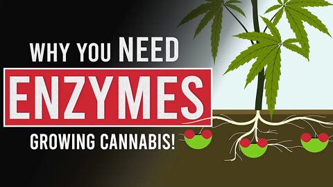 Using Enzymes to improve Cannabis Production!