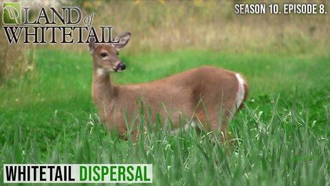 Whitetail Dispersal | Land of Whitetail