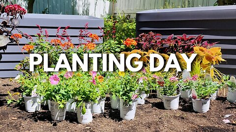 Planting Sun-Loving Plants In New Self-Watering Containers!