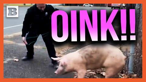 "We're All Friends Here!" Police Try to Arrest Runaway Pig by Busy Roadway