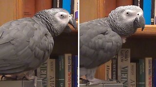 Talking parrot helps with filing income taxes