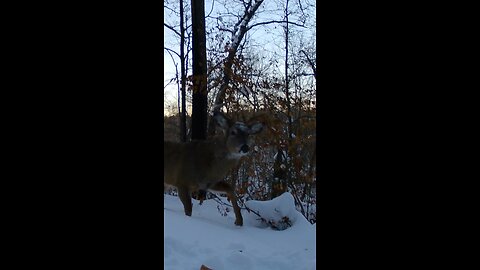 Whitetail Buck At Sunset