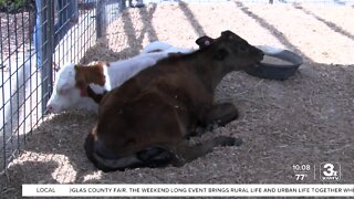 Douglas County Fair wraps up