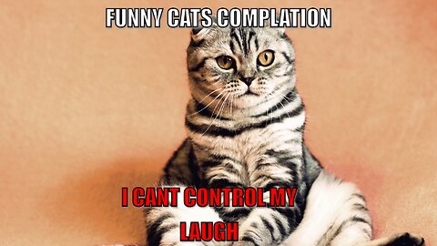 Funny Cats Complations