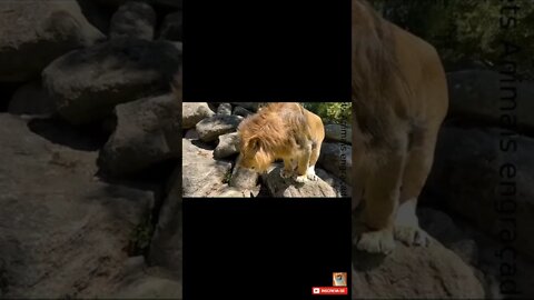 Leões quase gatinhos sqn