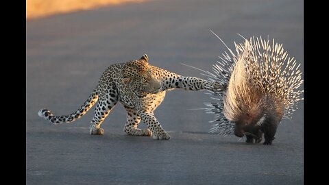 Prickly porcupine vs hungry Leopard.... which will win?