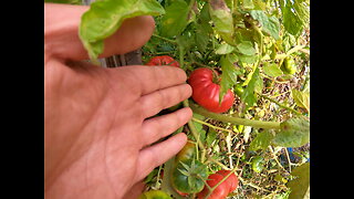 Tomato harvest, grow my own food