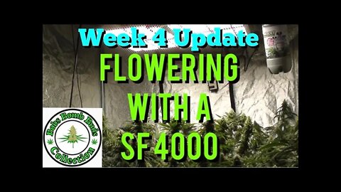 Week 4, Flowering With A Spider Farmer SF 4000 Update