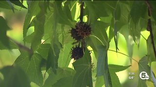 Mentor neighborhood infested with droppings from Sweetgum tree