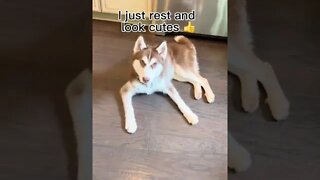 DRAMATIC HUSKY PUP TALKS BACK!! #husky #puppy #huskypuppy #siberianhusky