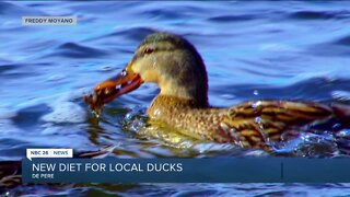 New diet for ducks: mallards dive for zebra mussels in the Fox River