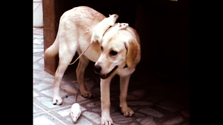 Dogs Make Friends With Rats