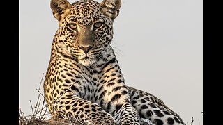 Zanzibar Leopard