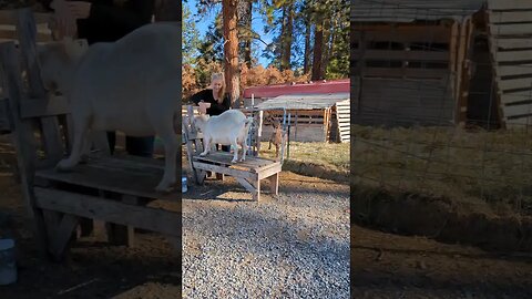 #goodmorning #goats #goatmilk #farmgirl #farmher #farmlife #homestead #homesteading #traditional