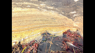 Industrial Lobster Processing Pollution on Cape Sable