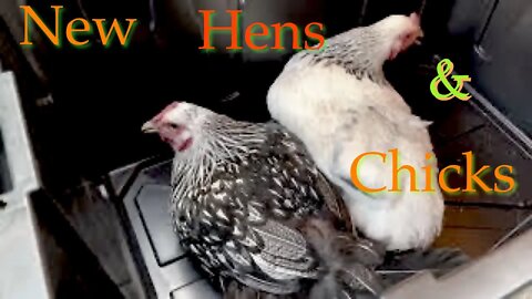 Getting our Chicks and Hens | Sovereign Provisions